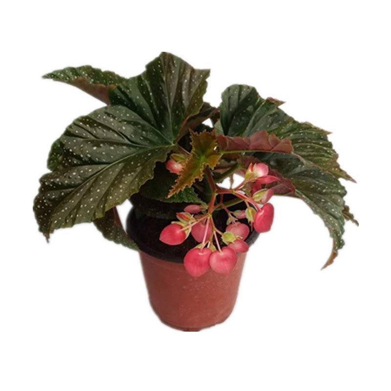 竹节海棠花卉盆栽大叶斑点易活四季阳台观叶秋海棠木本植物