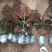 竹节海棠花卉盆栽大叶斑点易活四季阳台观叶秋海棠木本植物