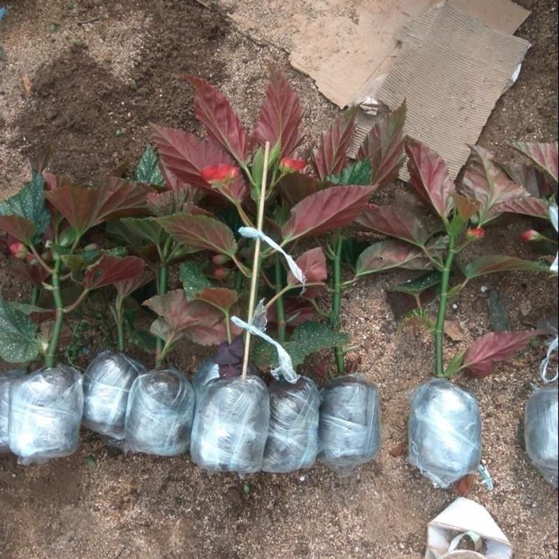 竹节海棠花卉盆栽大叶斑点易活四季阳台观叶秋海棠木本植物