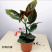 竹节海棠花卉盆栽大叶斑点易活四季阳台观叶秋海棠木本植物