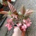 竹节海棠花卉盆栽大叶斑点易活四季阳台观叶秋海棠木本植物