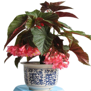 竹节海棠花卉盆栽大叶斑点易活四季阳台观叶秋海棠木本植物