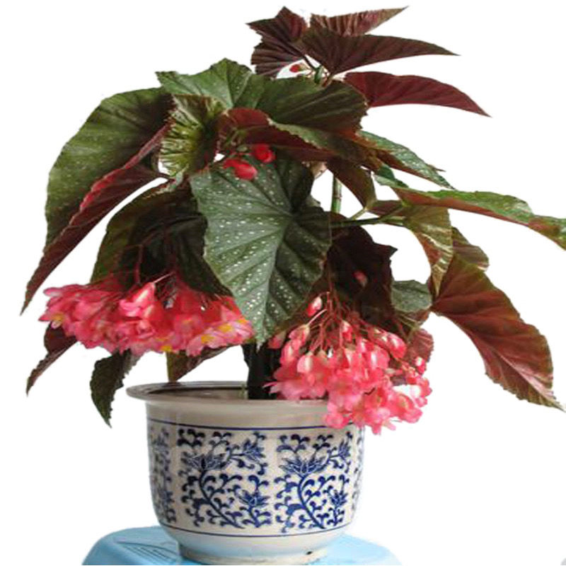 竹节海棠花卉盆栽大叶斑点易活四季阳台观叶秋海棠木本植物