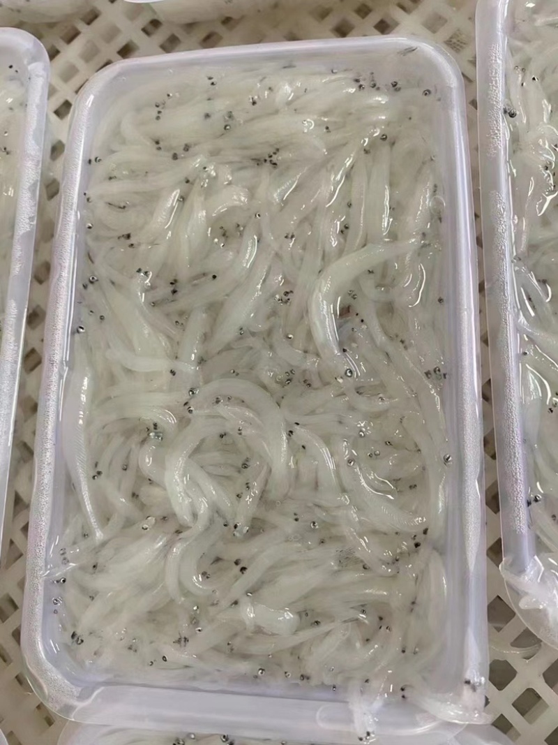 海水小银鱼无骨无刺宝宝辅食一盒200克（海捕