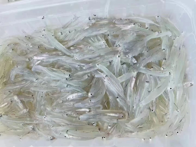 海水小银鱼无骨无刺宝宝辅食一盒200克（海捕