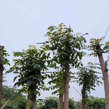 火焰木