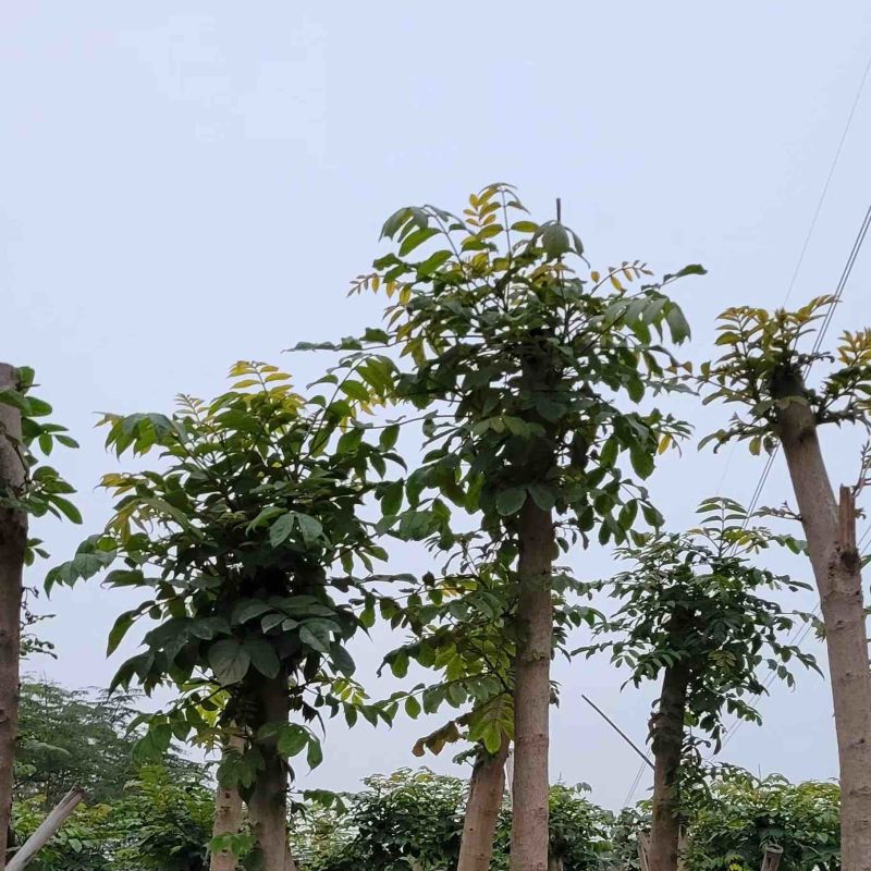 火焰木