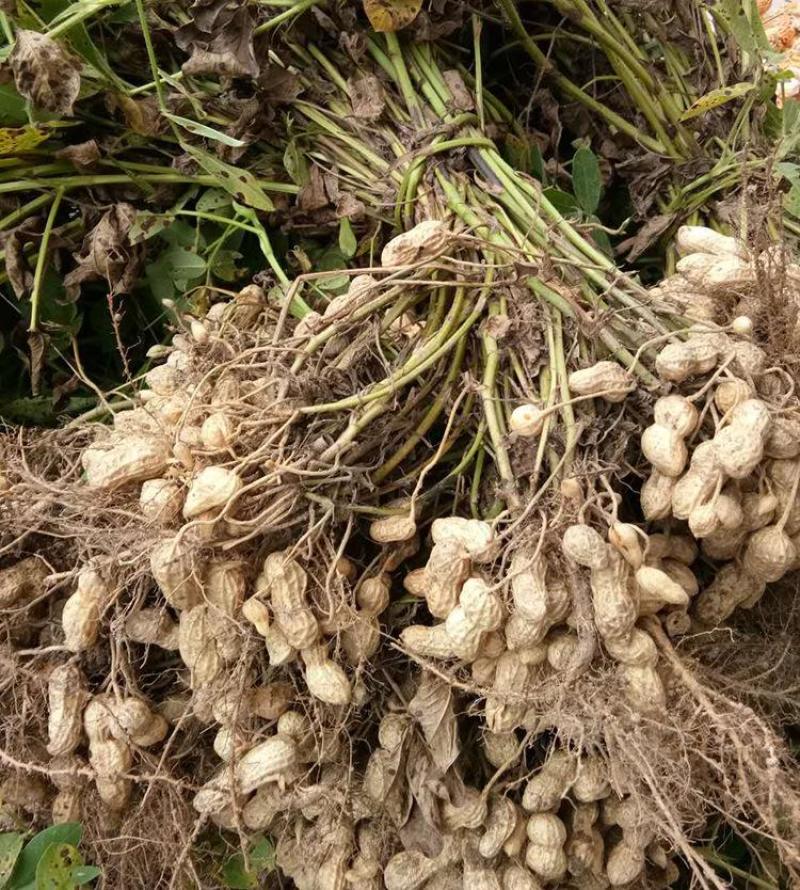 花育42号花生种子抗倒伏油食兼用花生种籽手工去壳大田用