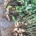 花育42号花生种子抗倒伏油食兼用花生种籽手工去壳大田用