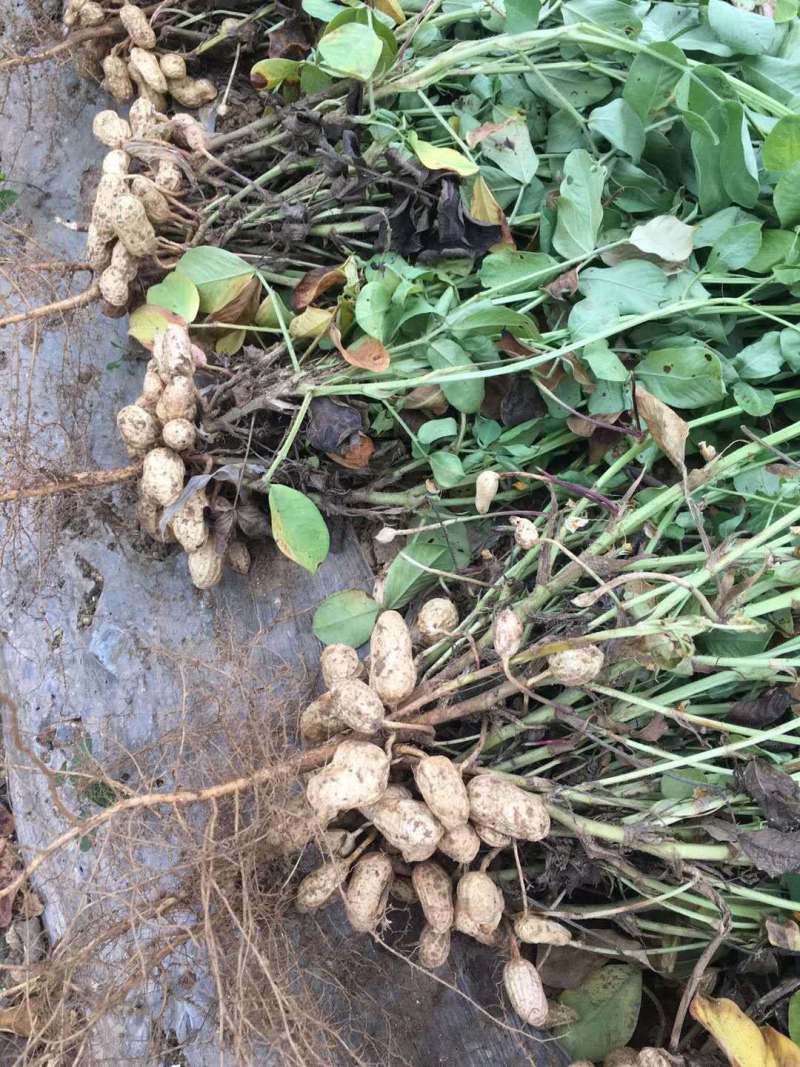 花育42号花生种子抗倒伏油食兼用花生种籽手工去壳大田用