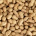 花育42号花生种子抗倒伏油食兼用花生种籽手工去壳大田用