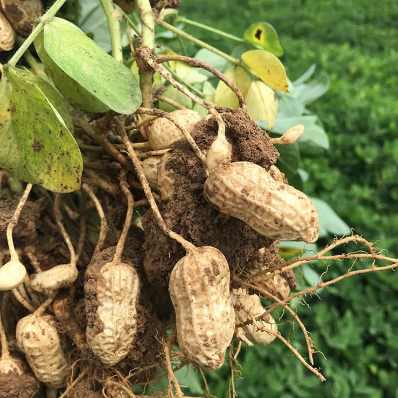 花育42号花生种子抗倒伏油食兼用花生种籽手工去壳大田用