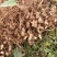 花育42号花生种子抗倒伏油食兼用花生种籽手工去壳大田用