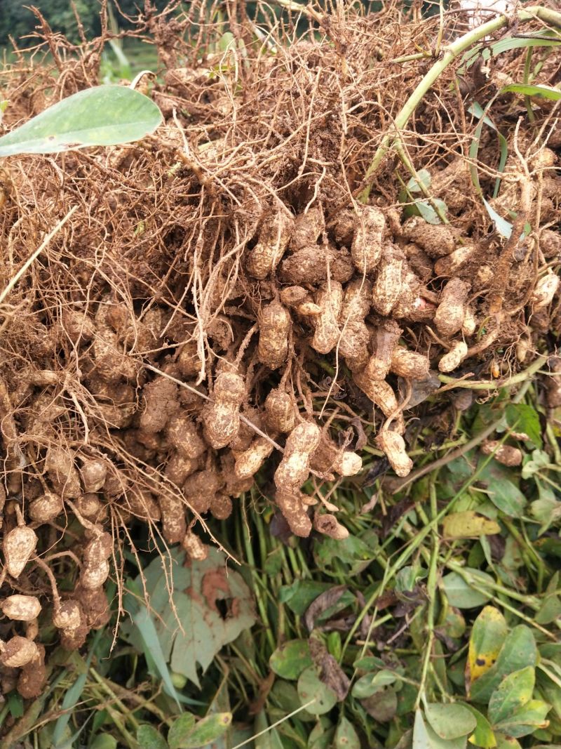 花育42号花生种子抗倒伏油食兼用花生种籽手工去壳大田用