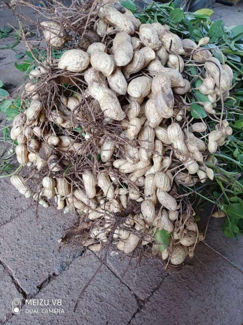 花育42号花生种子抗倒伏油食兼用花生种籽手工去壳大田用