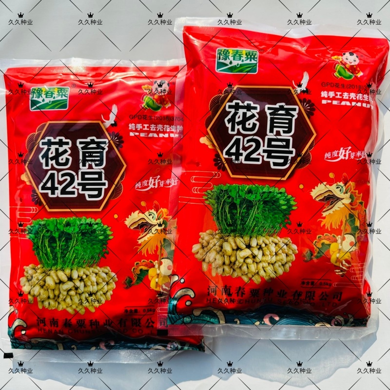 花育42号花生种子抗倒伏油食兼用花生种籽手工去壳大田用