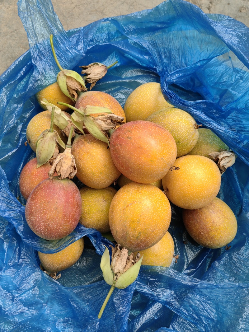 大量供应热情果