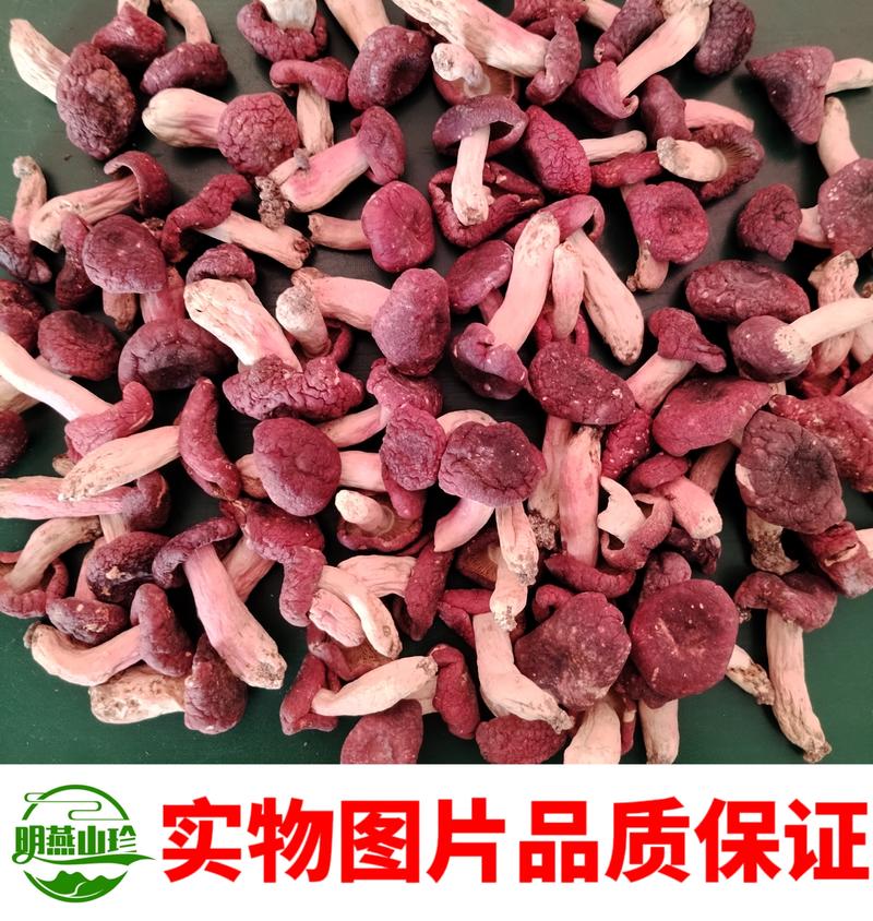 正宗野生红菇深山特产精选红蘑菇菇蕾一斤起批包邮