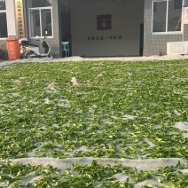 潮州凤凰单丛茶蜜兰香