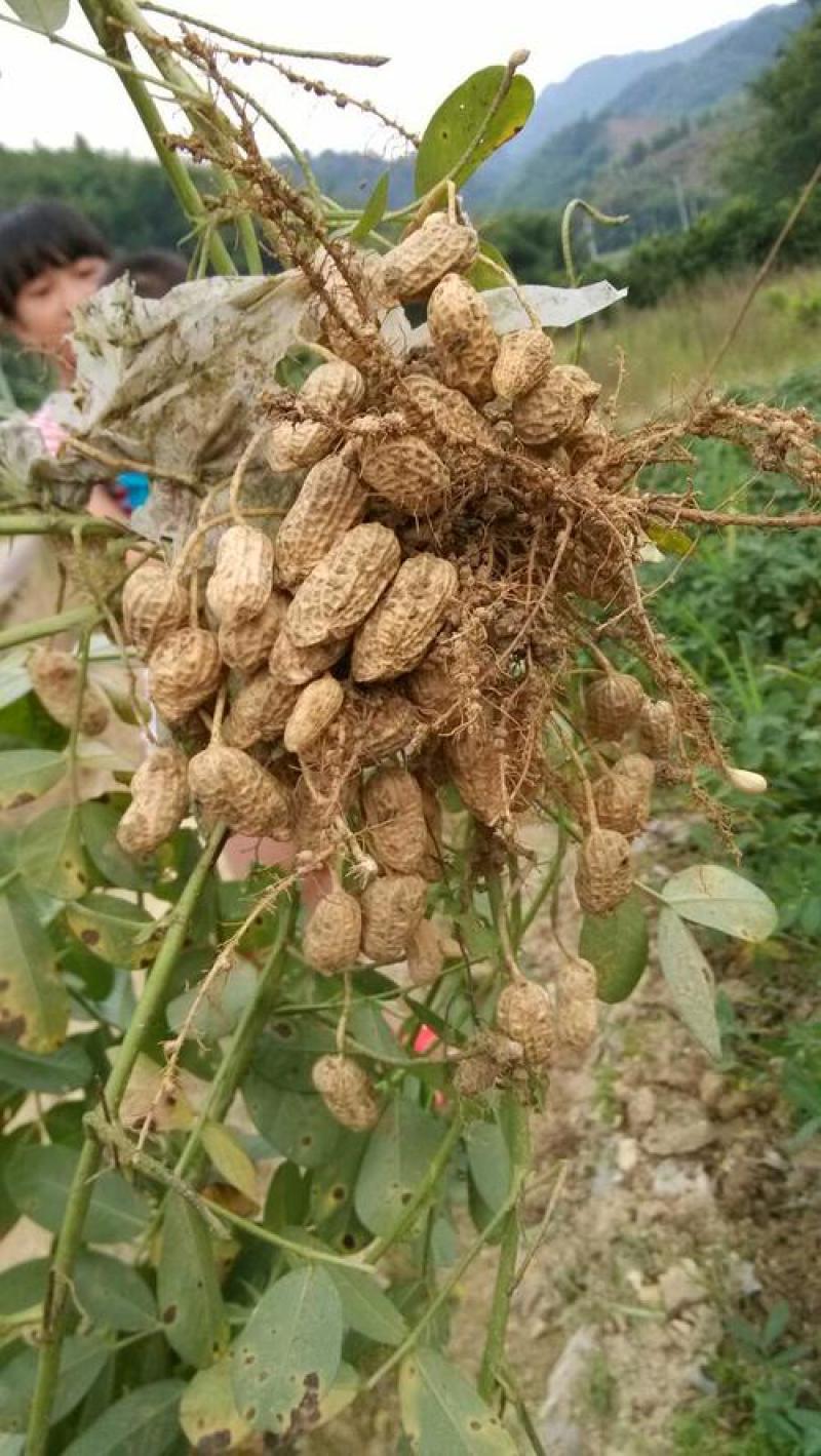 花育20花生种子抗倒伏油食兼用花生种籽手工去壳大田用种花