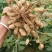 花育20花生种子抗倒伏油食兼用花生种籽手工去壳大田用种花