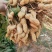 花育20花生种子抗倒伏油食兼用花生种籽手工去壳大田用种花