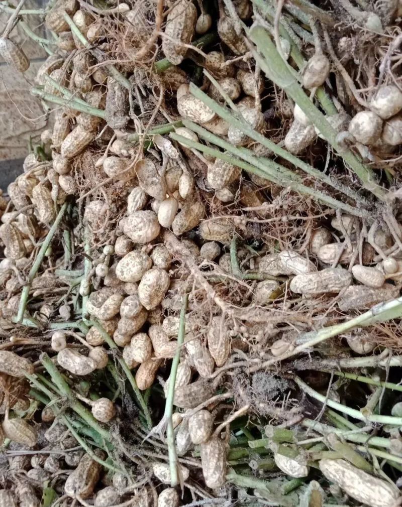花育20花生种子抗倒伏油食兼用花生种籽手工去壳大田用种花