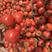 西红柿，精品西红柿对接电商平台，销售各大市场一手货源
