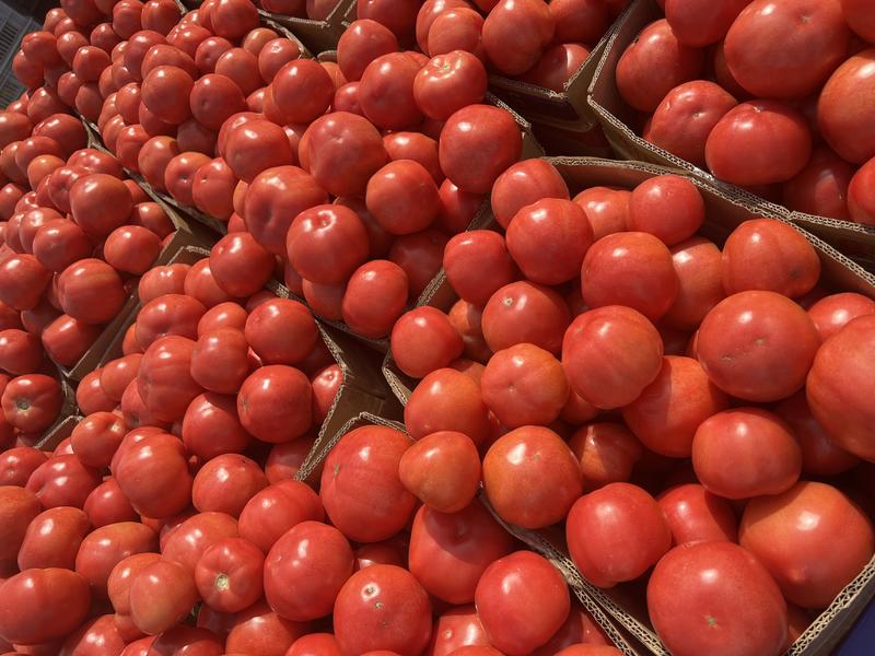 西红柿，精品西红柿对接电商平台，销售各大市场一手货源