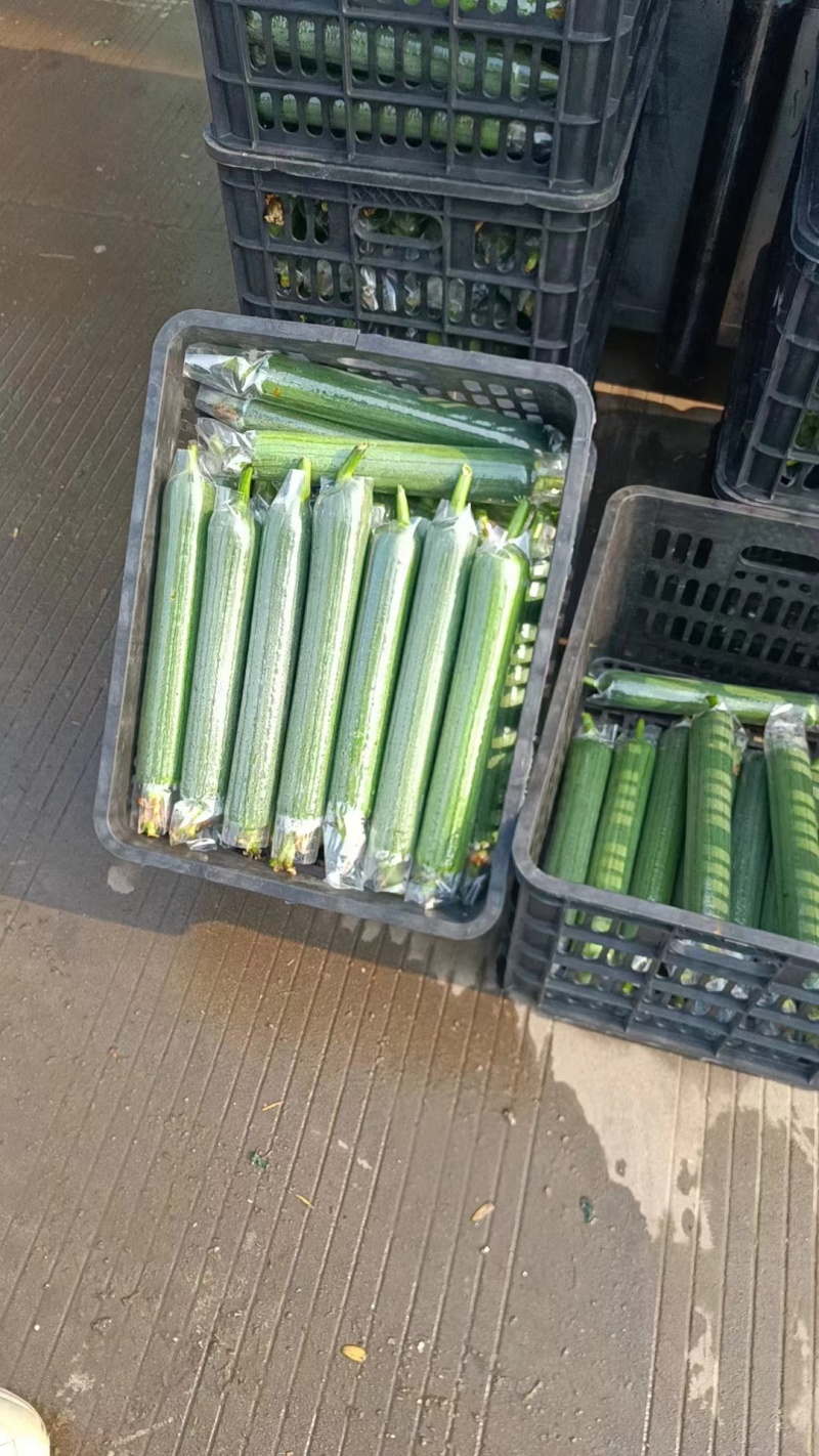 油皮丝瓜苗，瓜身油亮肉质不发黑，不氧化。
