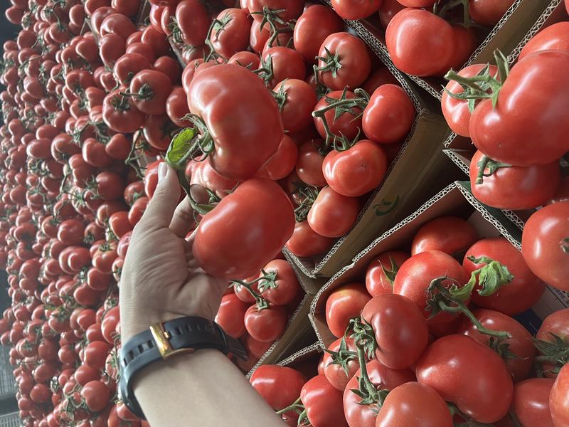 精品西红柿，一手货源，销售全国各地，保质保量，货源充足，