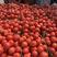 精品西红柿，一手货源，销售全国各地，保质保量，货源充足，