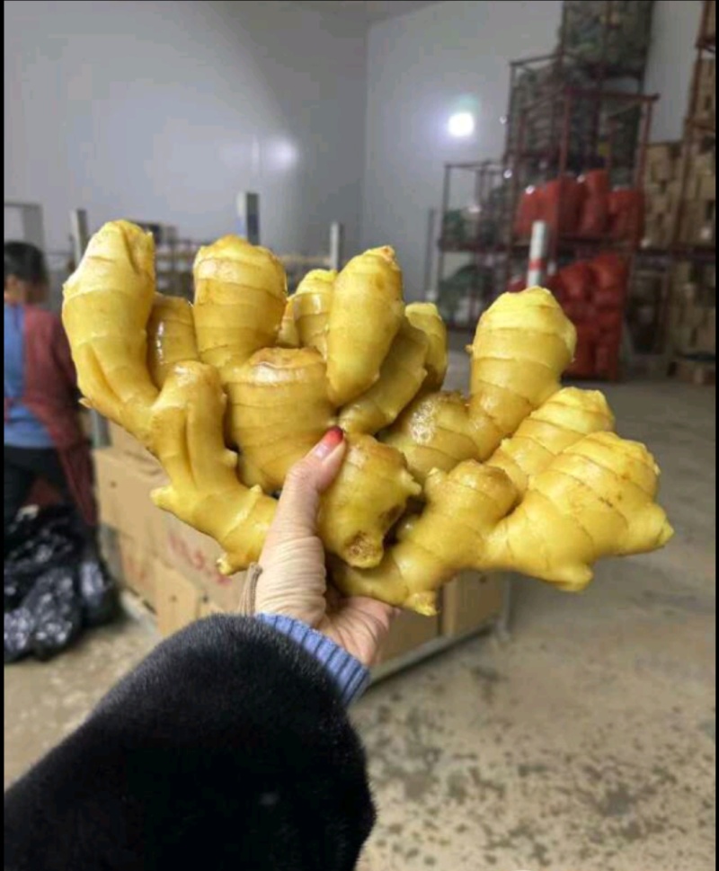 【甘肃大黄姜—坏烂全赔】（精品沙土姜-水洗姜-风干姜）