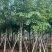 腊肠树