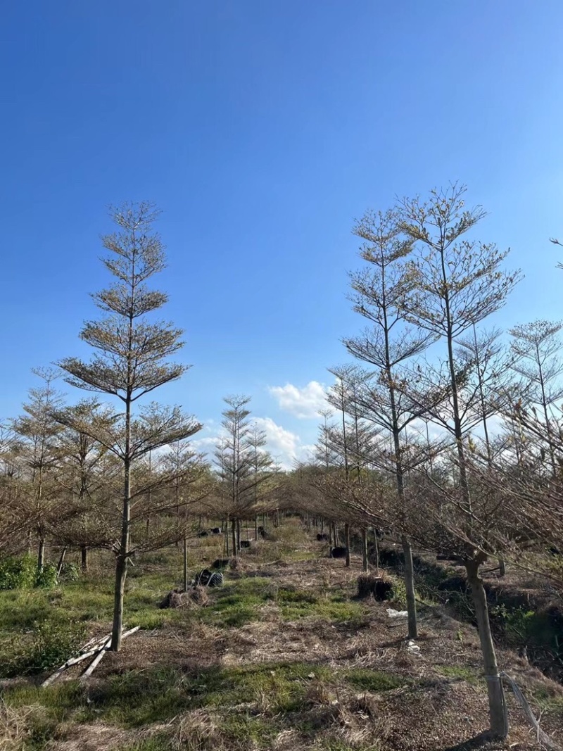 锦叶榄仁