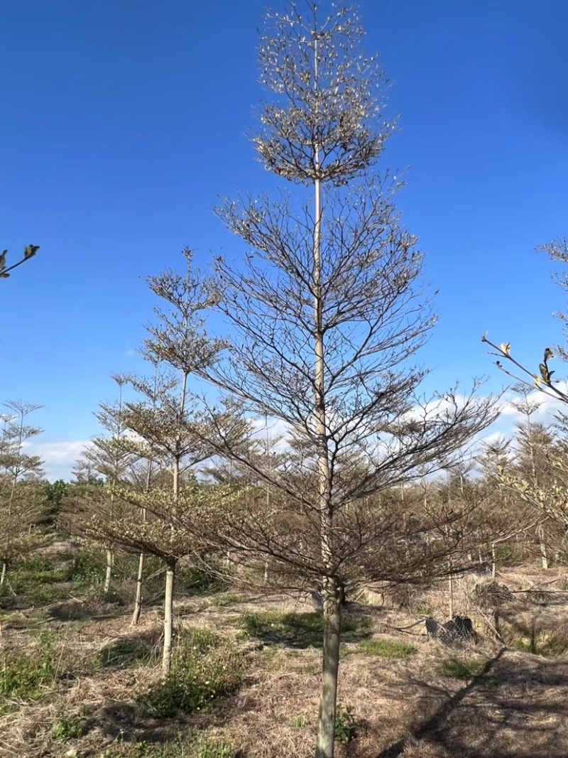 锦叶榄仁