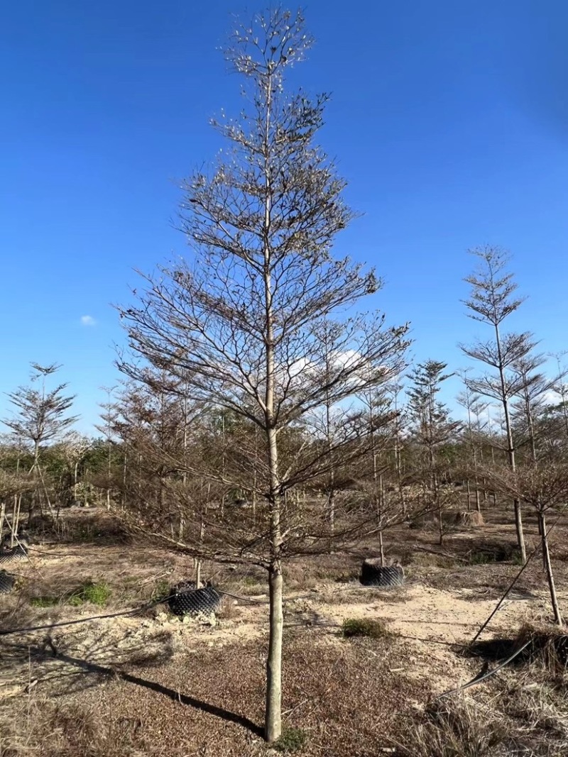 锦叶榄仁