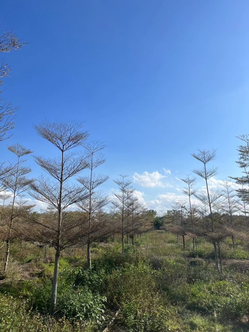 锦叶榄仁