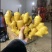 【江苏大黄姜—坏烂全赔】（精品沙土姜-水洗姜-风干姜）