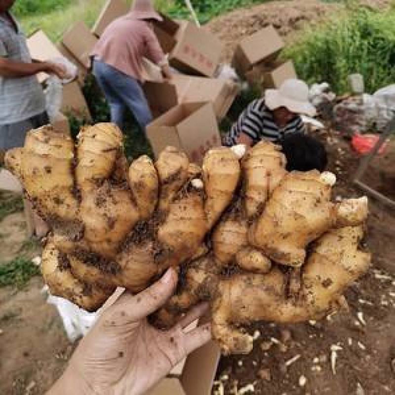 【江苏大黄姜—坏烂全赔】（精品沙土姜-水洗姜-风干姜）