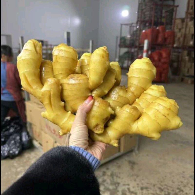 【安徽大黄姜—坏烂全赔】（精品沙土姜-水洗姜-风干姜）