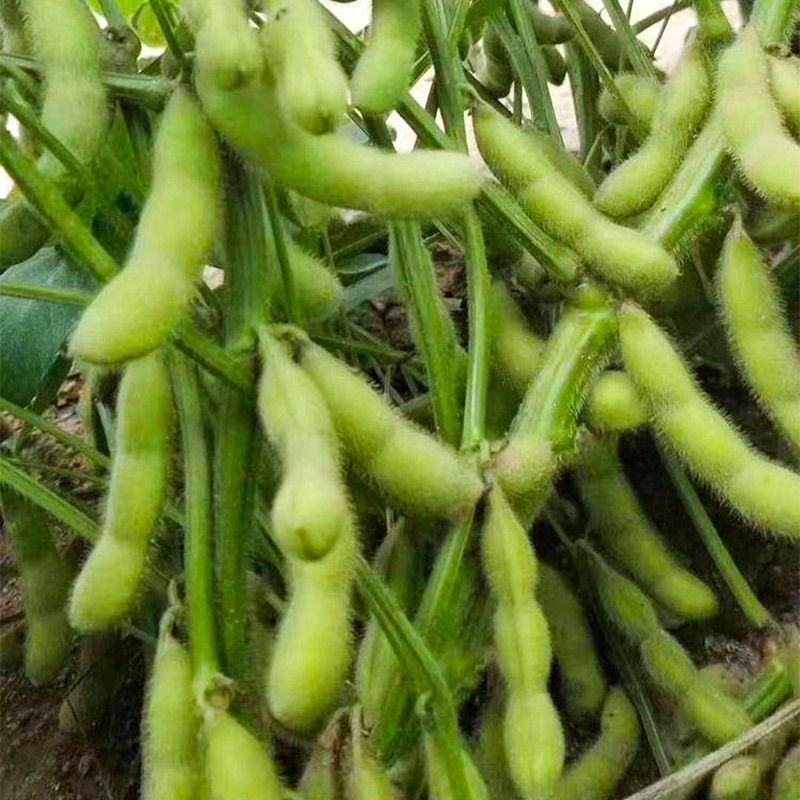 新翠绿宝毛豆种子高产抗病耐热大荚鲜食毛豆种四季菜用青豆