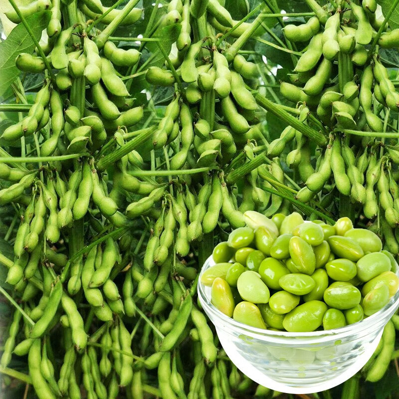 新翠绿宝毛豆种子高产抗病耐热大荚鲜食毛豆种四季菜用青豆