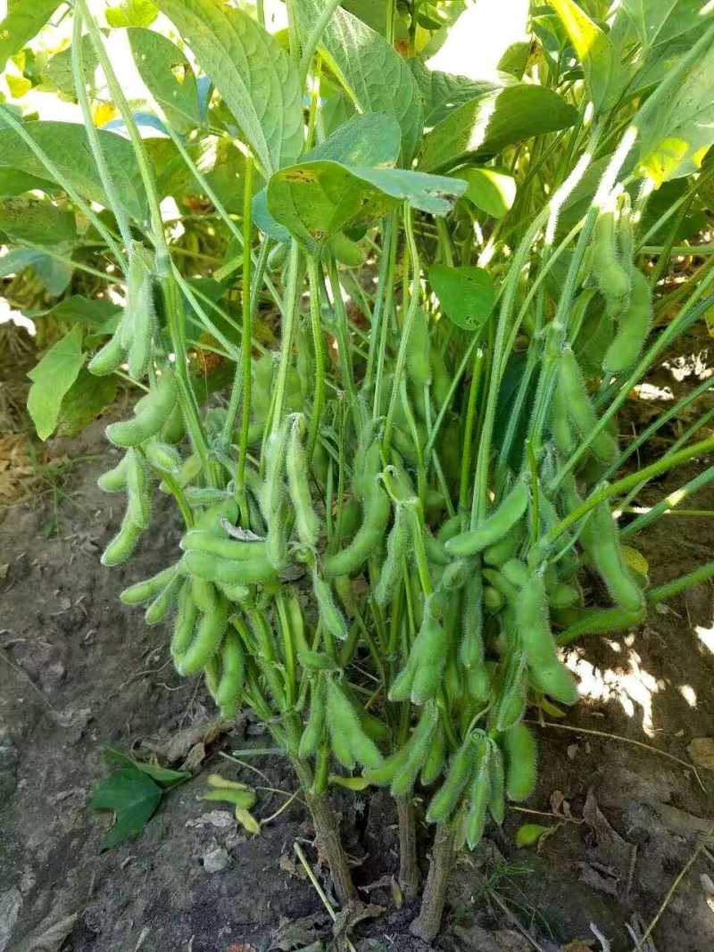 新翠绿宝毛豆种子高产抗病耐热大荚鲜食毛豆种四季菜用青豆