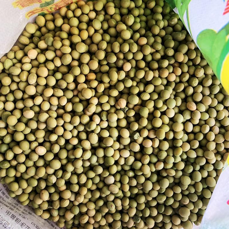 新翠绿宝毛豆种子高产抗病耐热大荚鲜食毛豆种四季菜用青豆