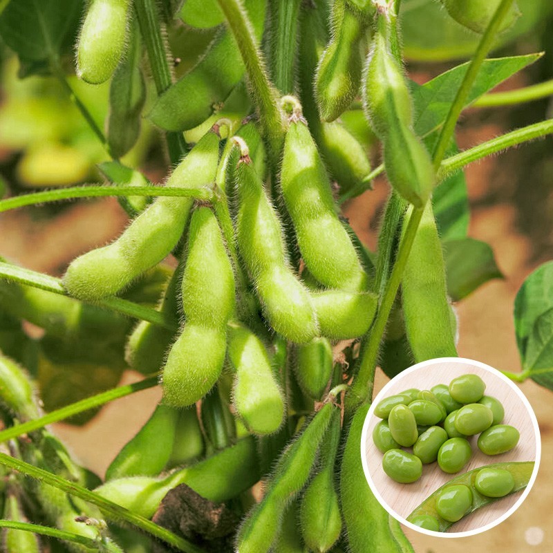 新翠绿宝毛豆种子高产抗病耐热大荚鲜食毛豆种四季菜用青豆