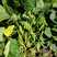 新翠绿宝毛豆种子高产抗病耐热大荚鲜食毛豆种四季菜用青豆