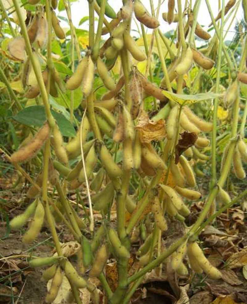源丰早绿宝辽鲜一号毛豆种子早熟耐热抗病农家春秋季大豆种