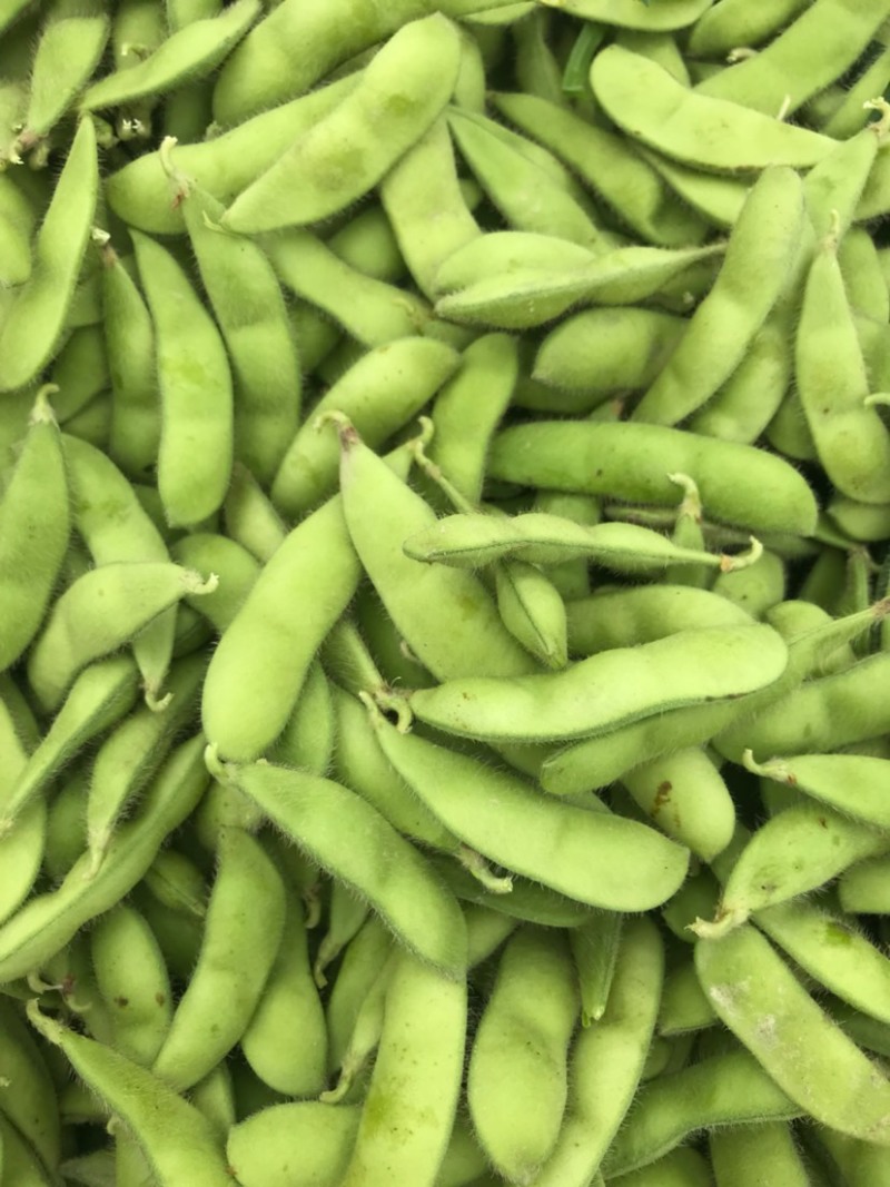 源丰早绿宝辽鲜一号毛豆种子早熟耐热抗病农家春秋季大豆种
