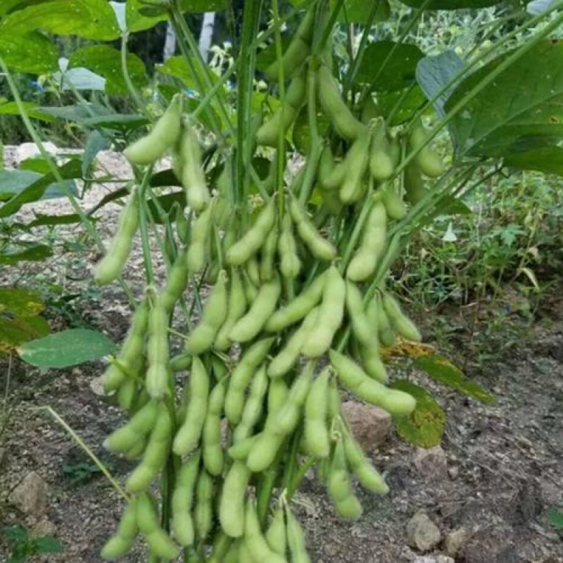 源丰早绿宝辽鲜一号毛豆种子早熟耐热抗病农家春秋季大豆种